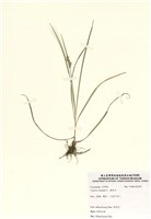 藏品(香附子)的圖片